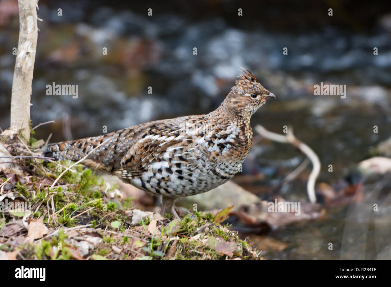 Eine Vari Grouse, Bonasa umbellus, am Rande eines kleinen Gebirgsbach in den Adirondack Mountains stehend, NY USA im Frühjahr. Stockfoto