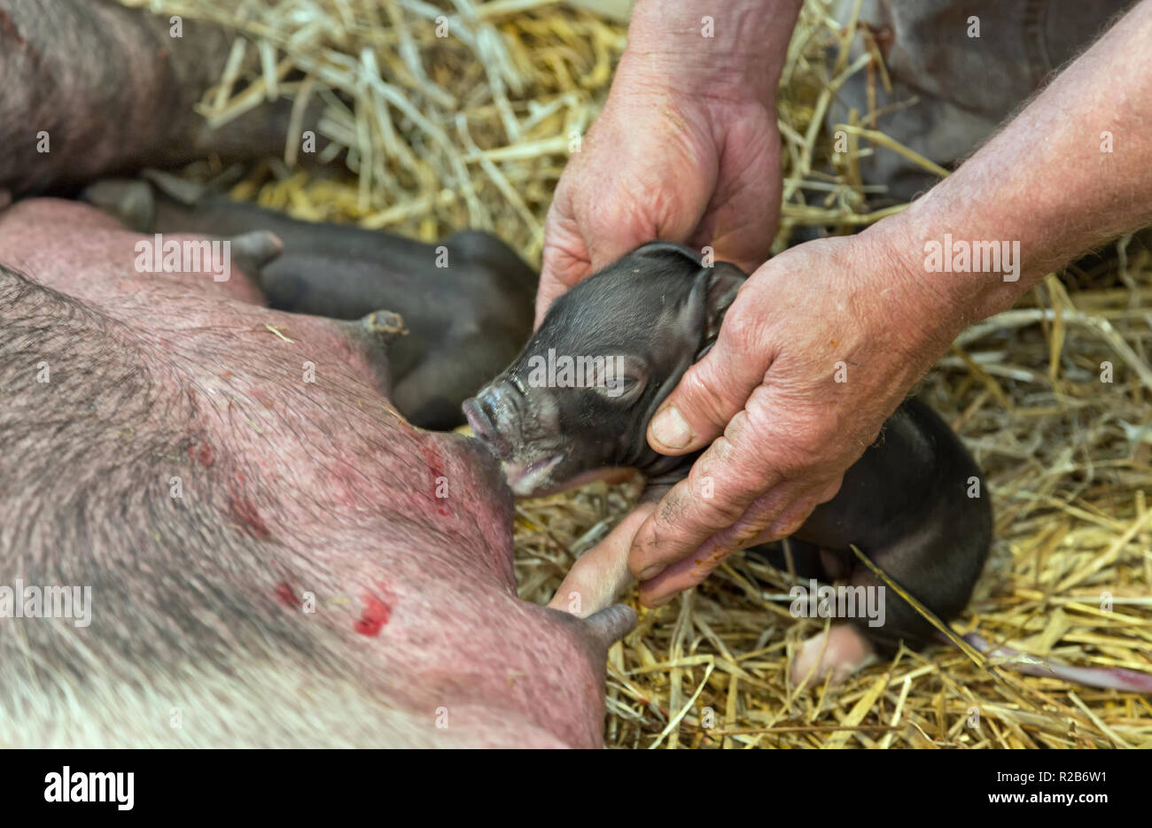 Landwirt an Neugeborenen Ferkel an die Mütter Nippel, Yorkshire Berkshire X, uns Scrofa domesticus'. Stockfoto