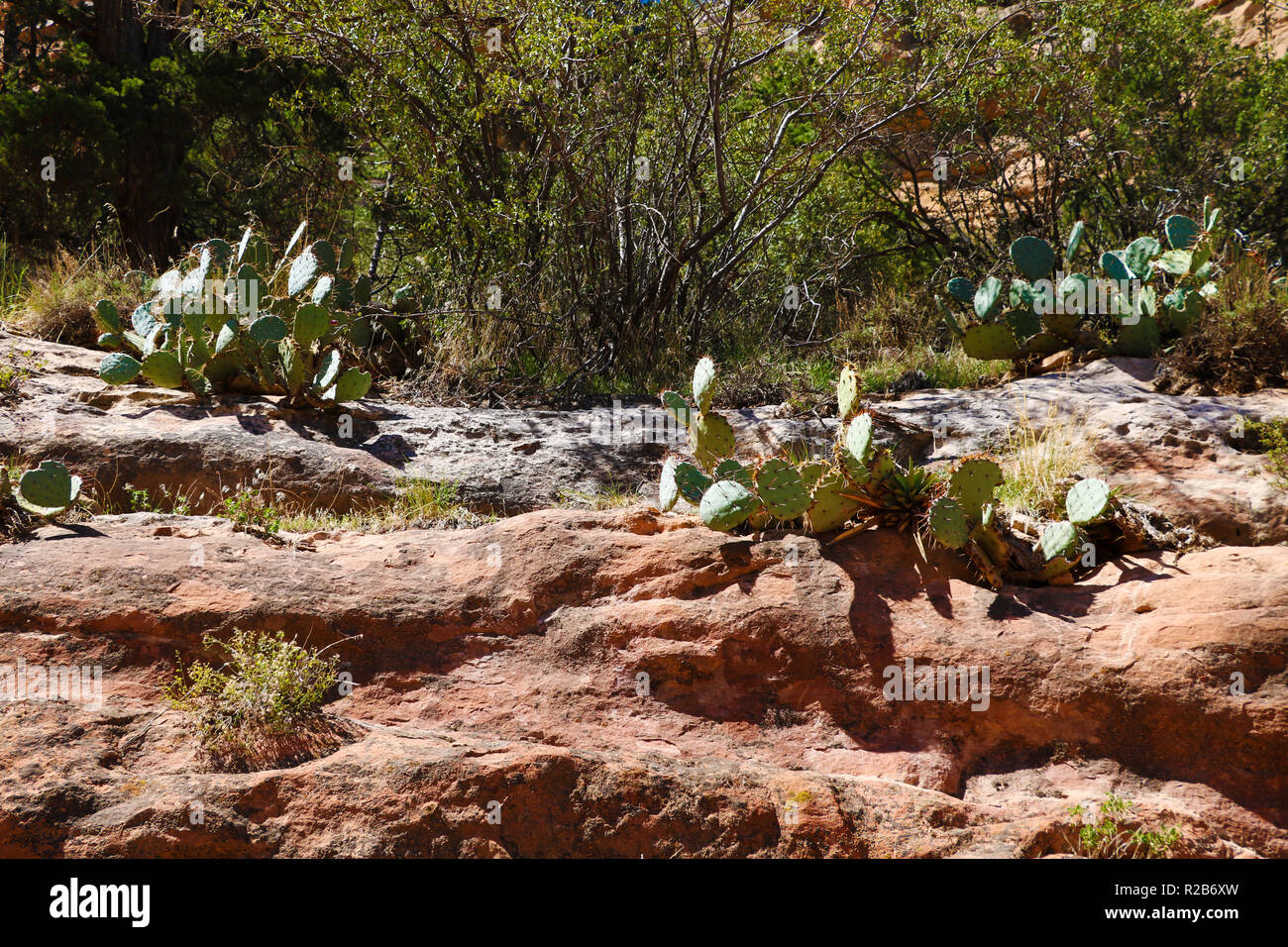 Anzeigen von Kakteen wachsen auf Felsen in Arizona an einem sonnigen Tag Stockfoto