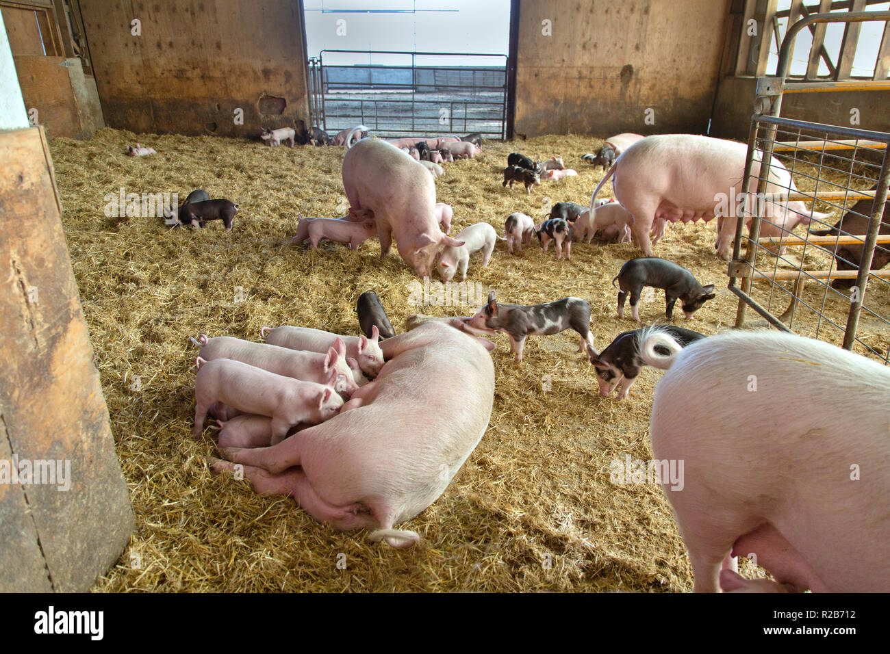 Hog Farm, Yorkshire Berkshire'S X uns Scrofa domesticus', Mütter, junge, Ferkel, Krankenpflege, Roaming in geschlossenen Scheune pen. Stockfoto