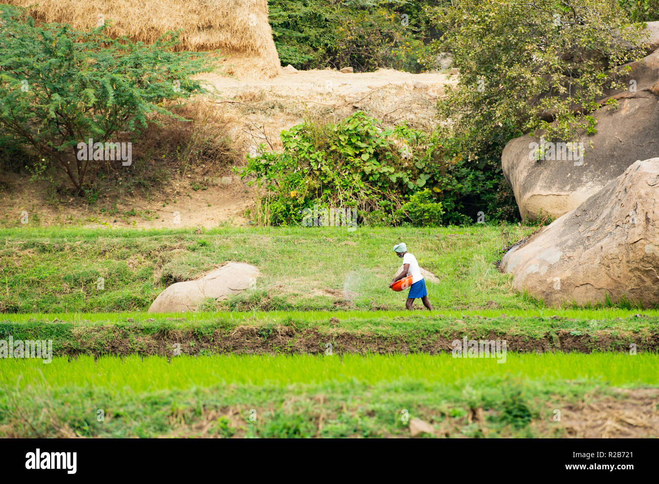 HAMPI - KARNATAKA - Indien - 07. Februar 2018. Ein Mann ist die Aussaat in einem grünen Reisfeldern in Hampi. Stockfoto HAMPI - KARNATAKA - Indien - 07. Februar 2018. Ein Mann ist die Aussaat in einem grünen Reisfeldern in Hampi. Stockfoto