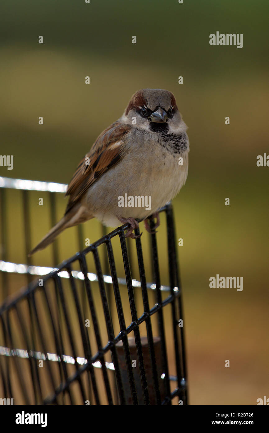 Whitehouse Sparrow Stockfoto