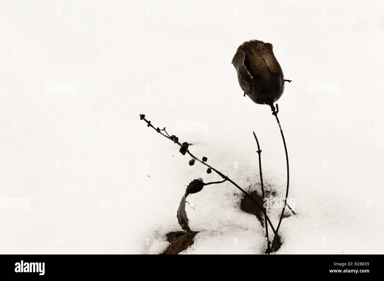 Eine alte Kunststoff schwarz Blume, die in einem trockenen Flussbett festgefahren ist, mit Schnee bedeckt. Konzept der Tod, Alter und Verlassenheit. Umweltverschmutzung. Stockfoto