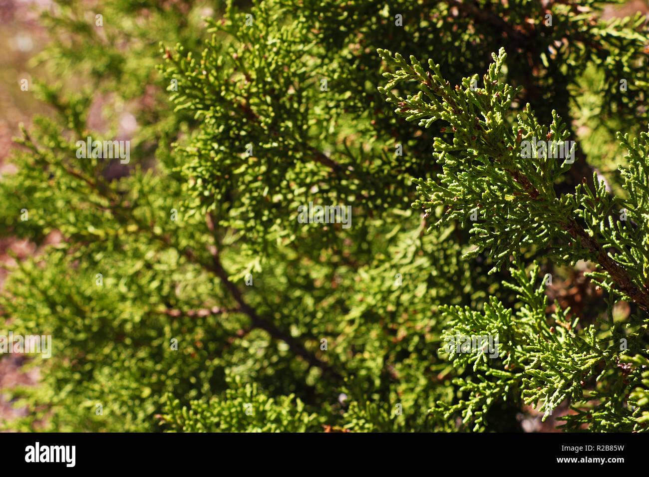 Detail von sequoiadendron giganteum Giant Sequoia, giant Redwood, Sierra Redwood, Sierran Rotholz, oder Wellingtonia ist der einzige lebende Arten, die in der ge Stockfoto