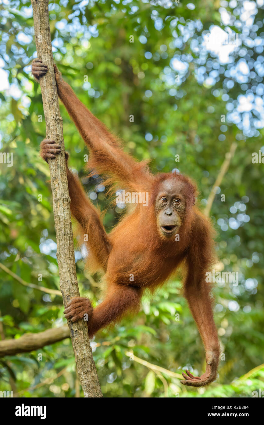 Sumatra Orang-Utan-Pongo abelii, Hominide Primaten Wälder von Sumatra, Indonesien. Stockfoto