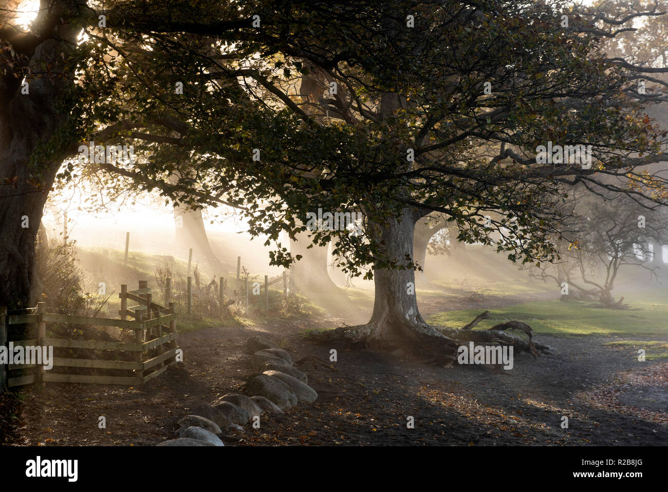 Misty Herbst morgens um Derwentwater im Lake District, Cumbria England Großbritannien Stockfoto