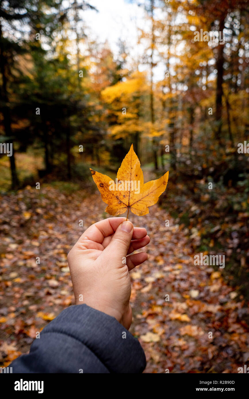 Schönheit von Herbst Stockfoto