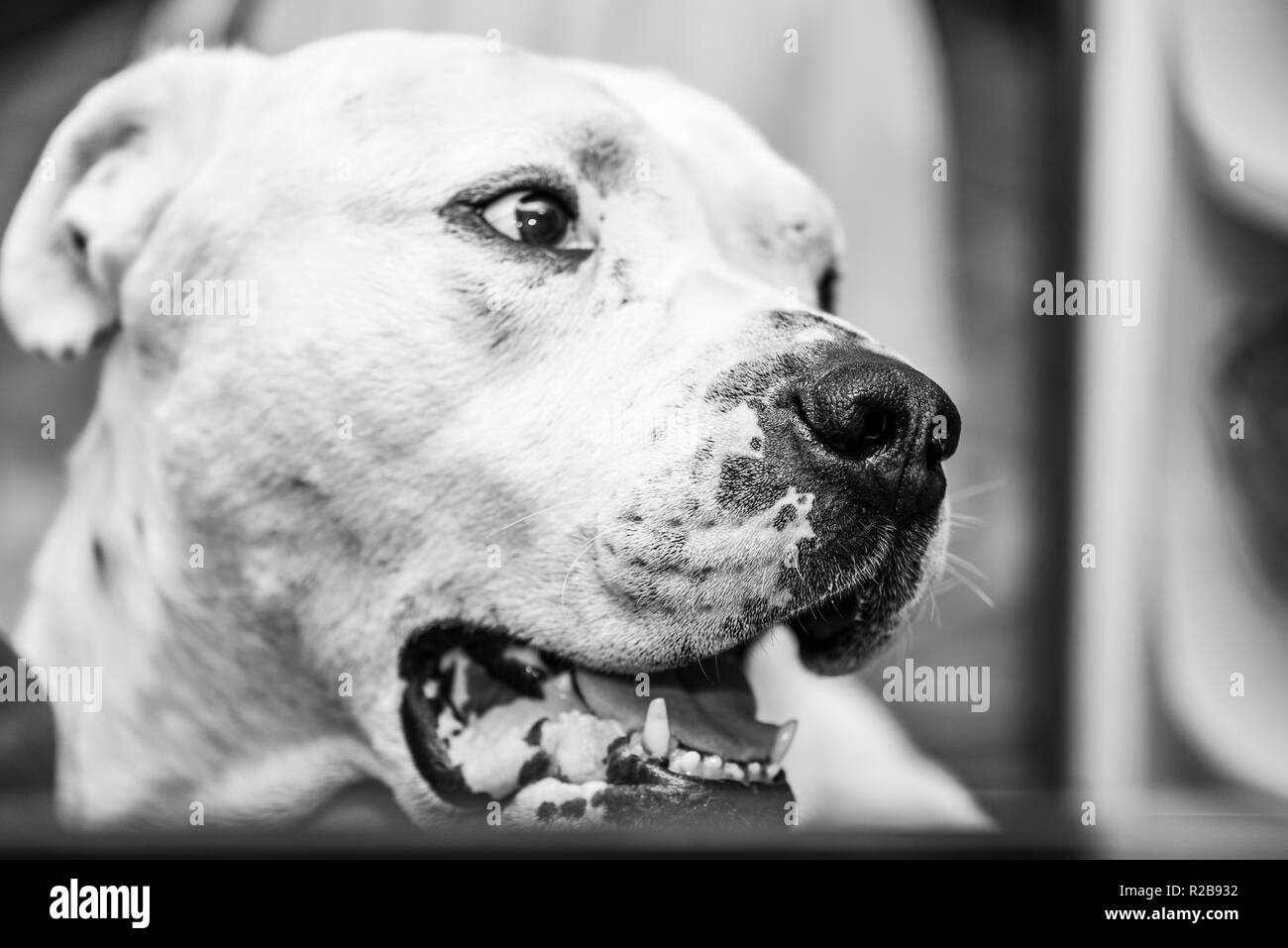 Portrait von de Bou Hund kann, mit offenem Mund, Nahaufnahme, Schwarzweiß-Effekt. Auch als Mallorquinischen Mastiff bekannt Stockfoto