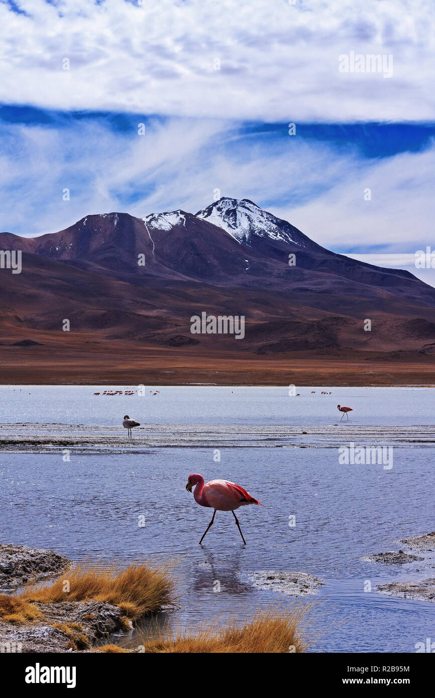 Landschaft einer Flamingo mit Bergen an der Laguna Hedionda (stinkenden See) Bolivien Stockfoto