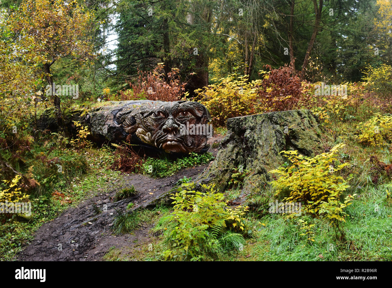 Graviert gefallenen Baum an Cragside in Northumberland, Großbritannien Stockfoto