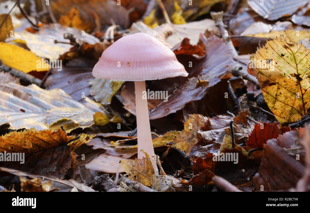 Ein ziemlich rosig Motorhaube Pilz (Mycena-rosea) zunehmend durch die blattsänfte auf dem Waldboden in Großbritannien. Stockfoto