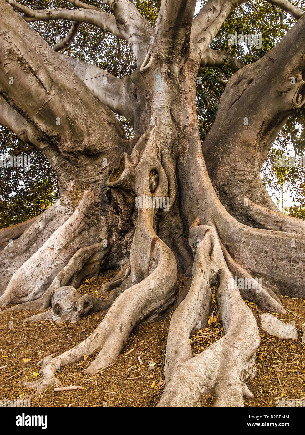 Immense wellig Wurzeln der Moreton Bay Bild in Santa Barbara, Kalifornien Stockfoto
