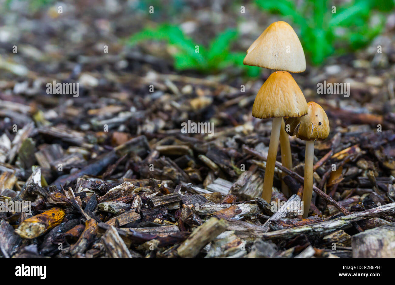 Herbst im Wald weiße dunce cap Pilze in Makro Nahaufnahme Wald Hintergrund Stockfoto