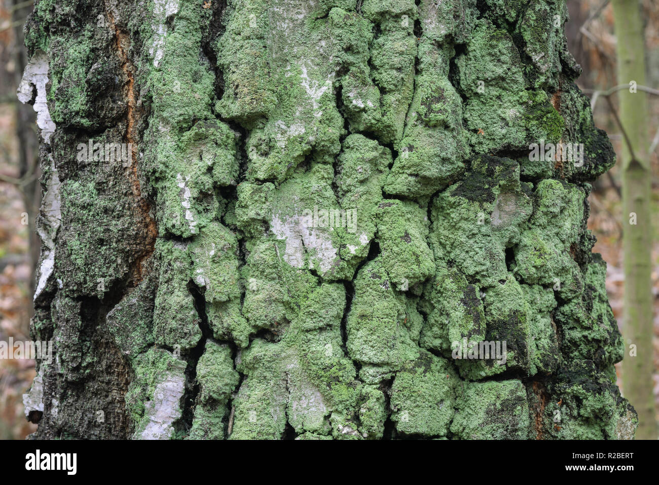 Alte Birke tunk Makro Stockfoto