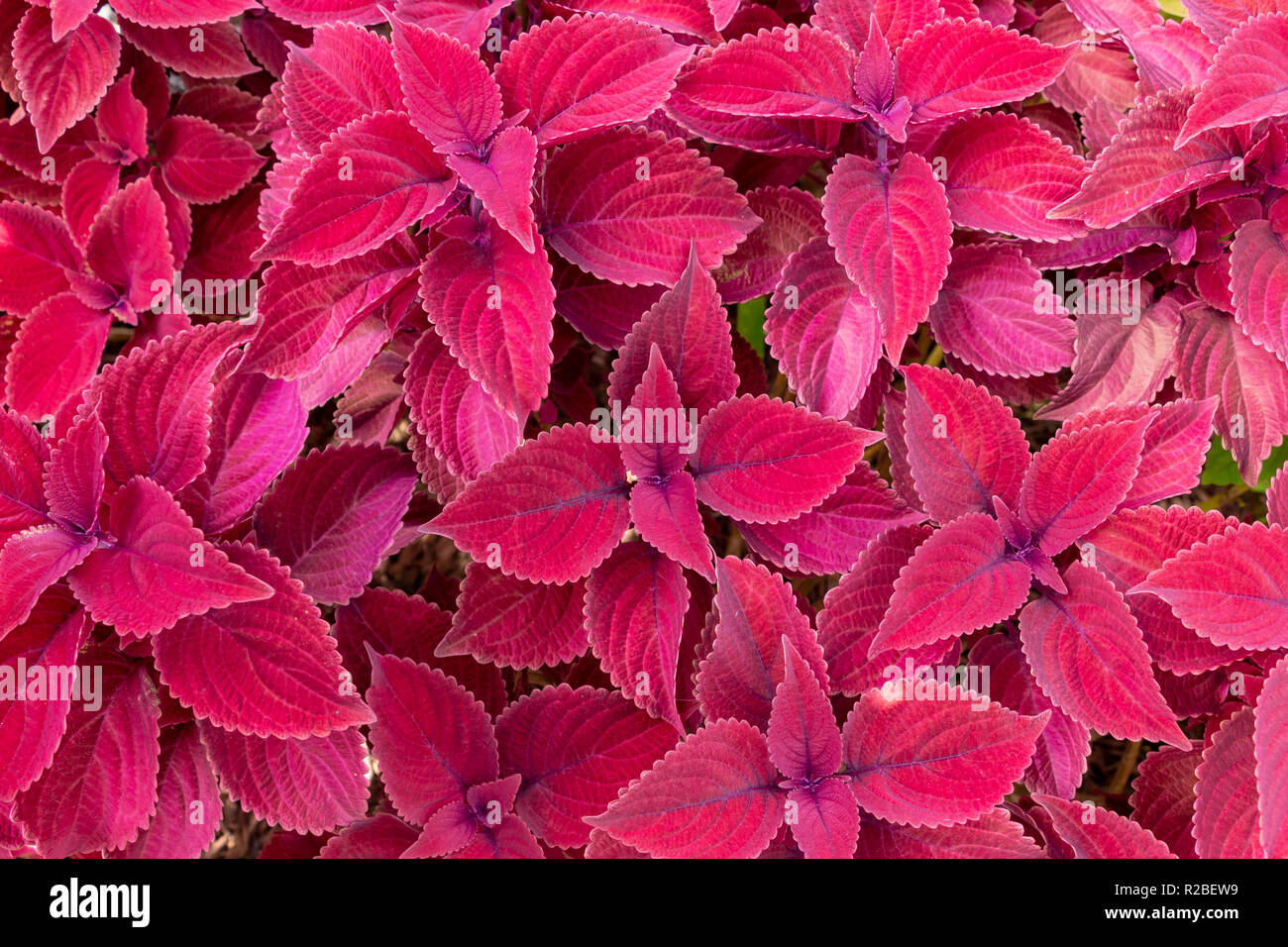 "Redhead" coleus (Plectranthus scutellarioides) - Pembroke Pines, Florida, USA Stockfoto