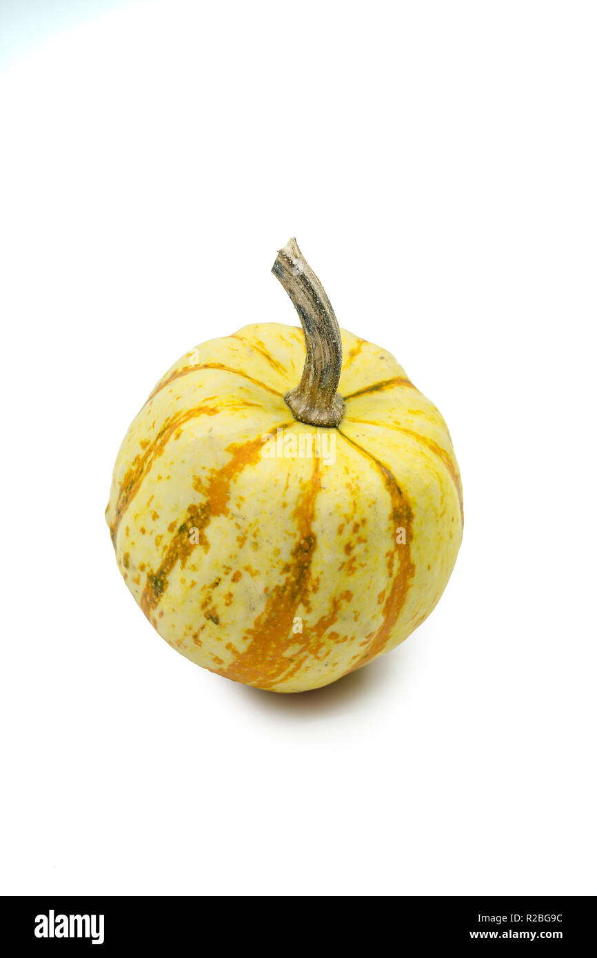 Bunt gefleckt orangen und weißen ornamentalen Kürbis oder Herbst Kürbis mit Stammzellen über einen weißen Hintergrund mit Schatten und Kopieren. Stockfoto