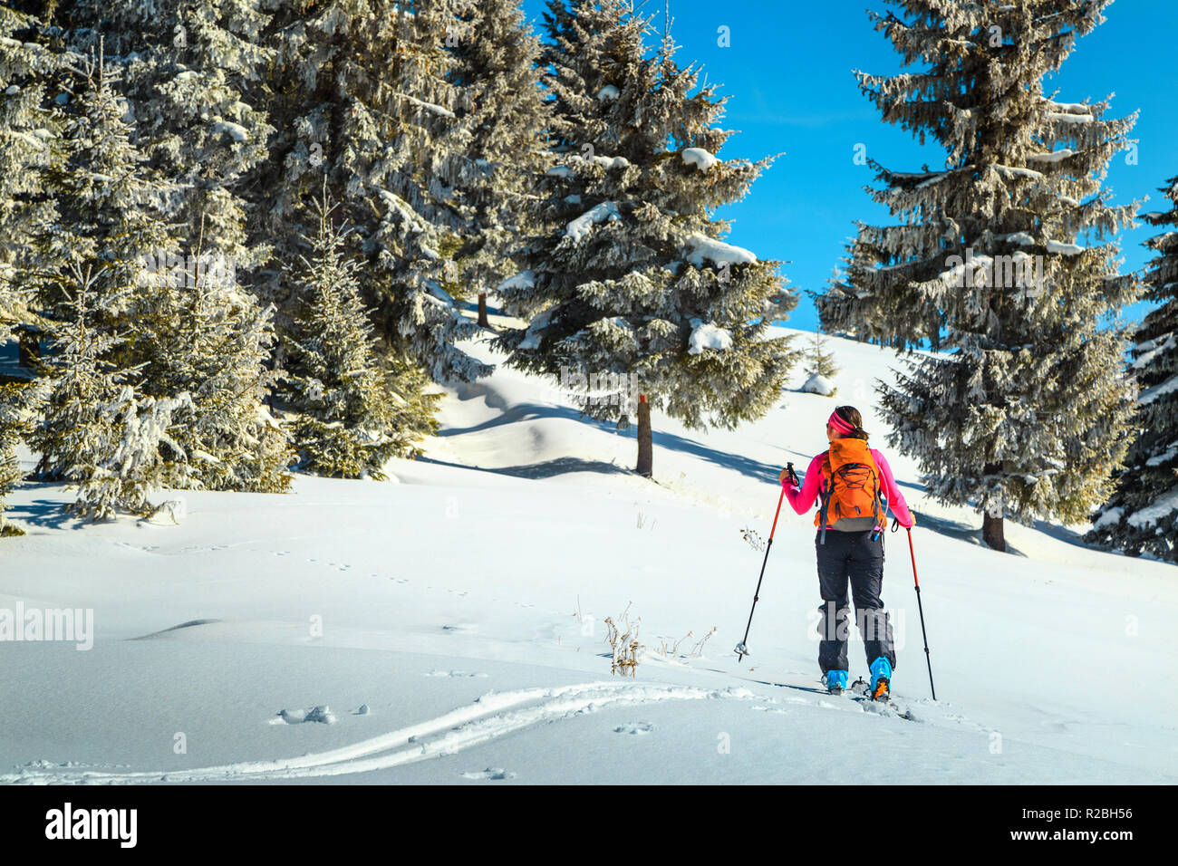 Frau Skifahren auf frischen Pulverschnee, Skitouren in den Bergen, in der Nähe von Brasov, Siebenbürgen, Karpaten, Rumänien, Europa Stockfoto