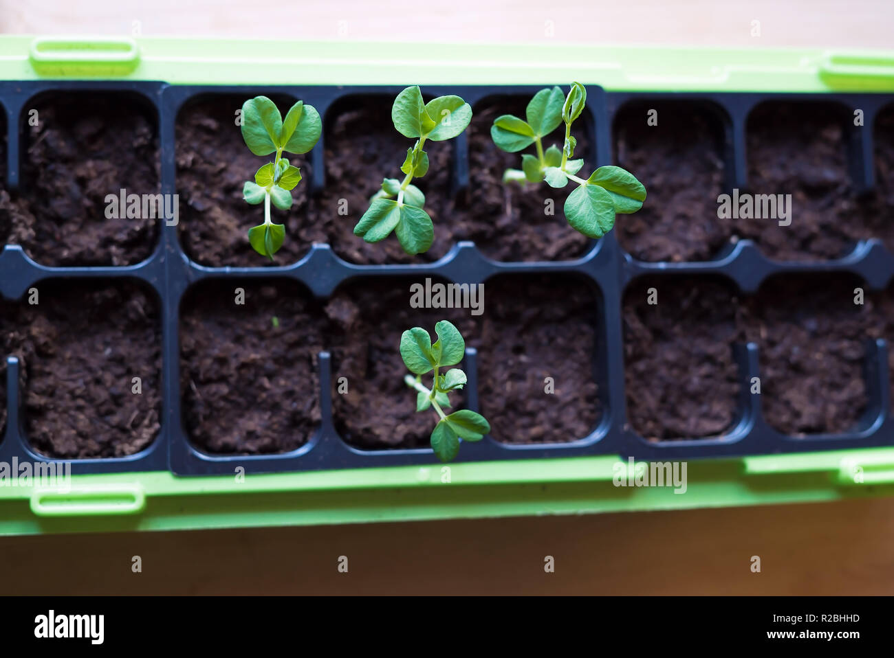 Ansicht von oben homegrown jungen, zarten Zuckerschoten Gemüse pflanzen in ein sämling Container mit gesunde, organische frische Erde innen wachsende Stockfoto