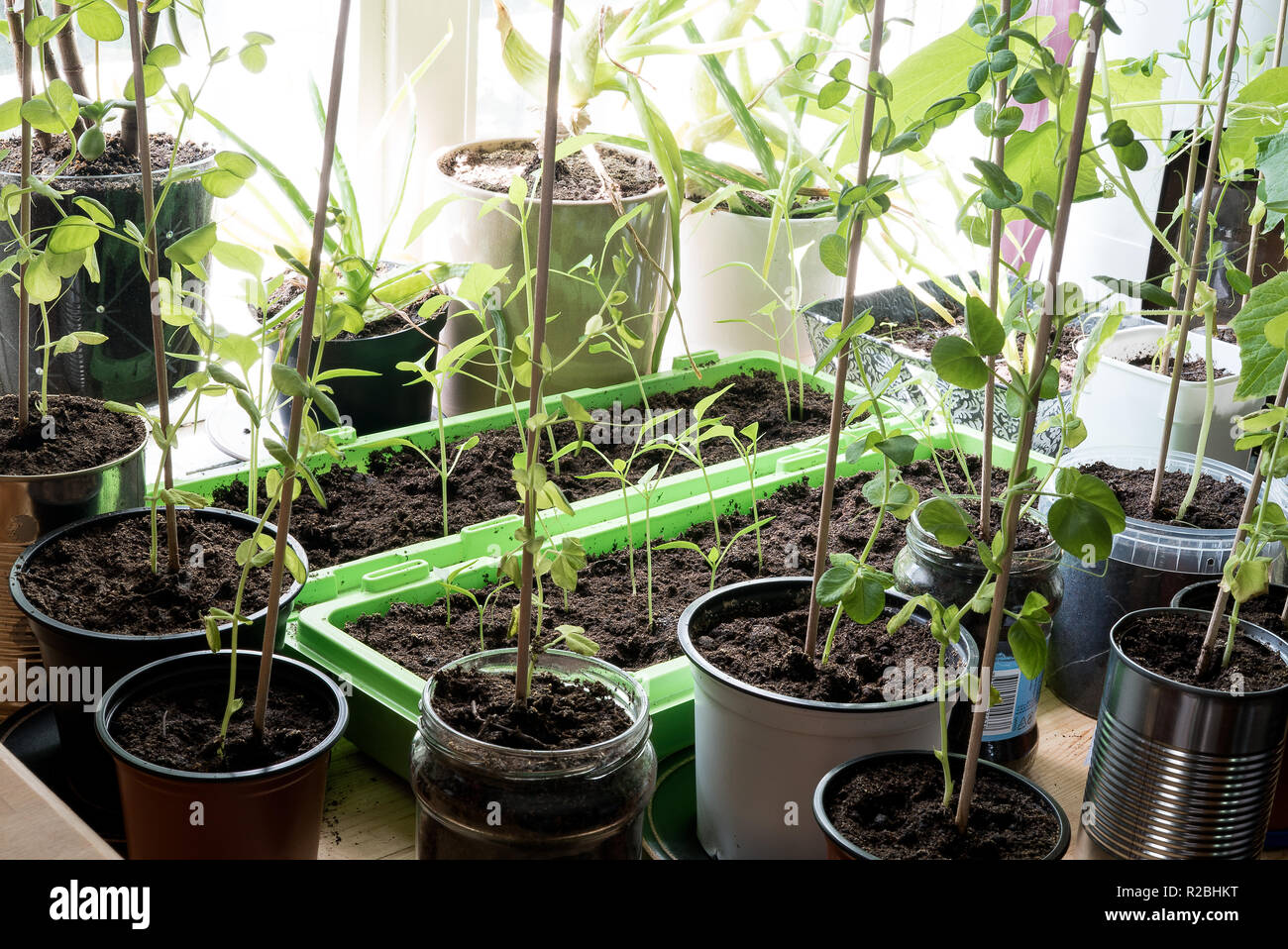 Ein hipster ländlichen Gemüsegarten mit vielen wachsenden organischen autark Gemüse pflanzen in verschiedenen wiederverwendet Potts drinnen in der Küche Stockfoto