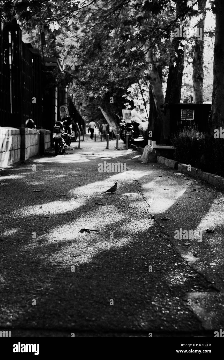 Wir sind in den Schatten geschmiedeten Stockfoto