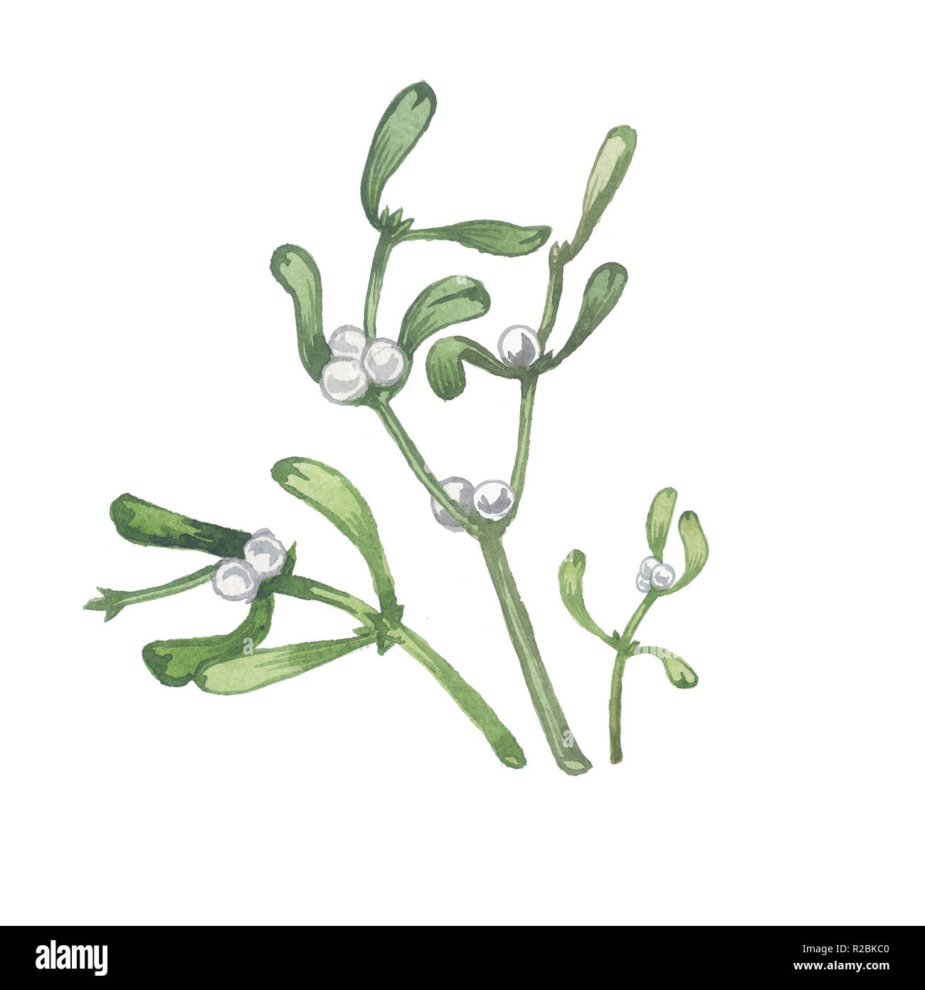 Blumenstrauß mit Mistel Zweige. Original Aquarell Malerei. Weihnachten Blume Stockfoto