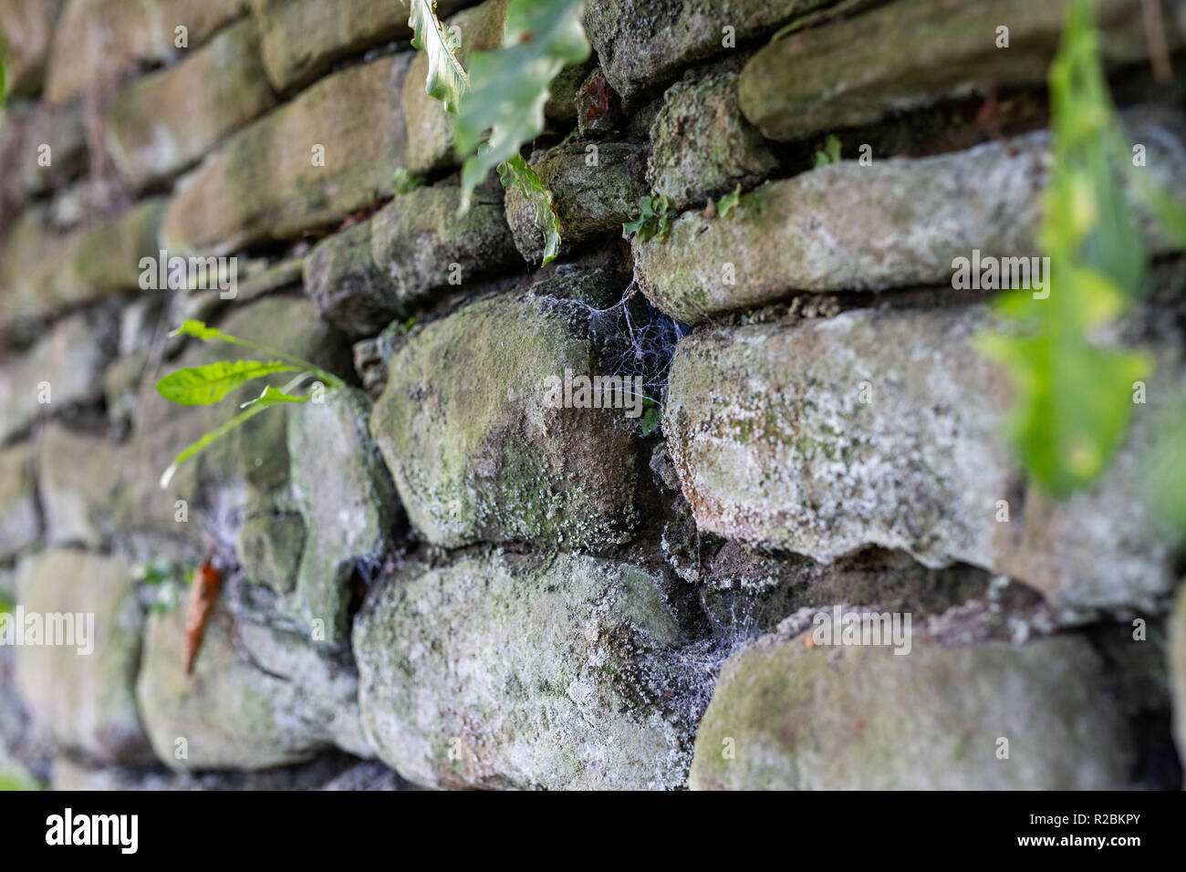 Alte Steinmauer mit Spinnweben und Elemente Stockfoto