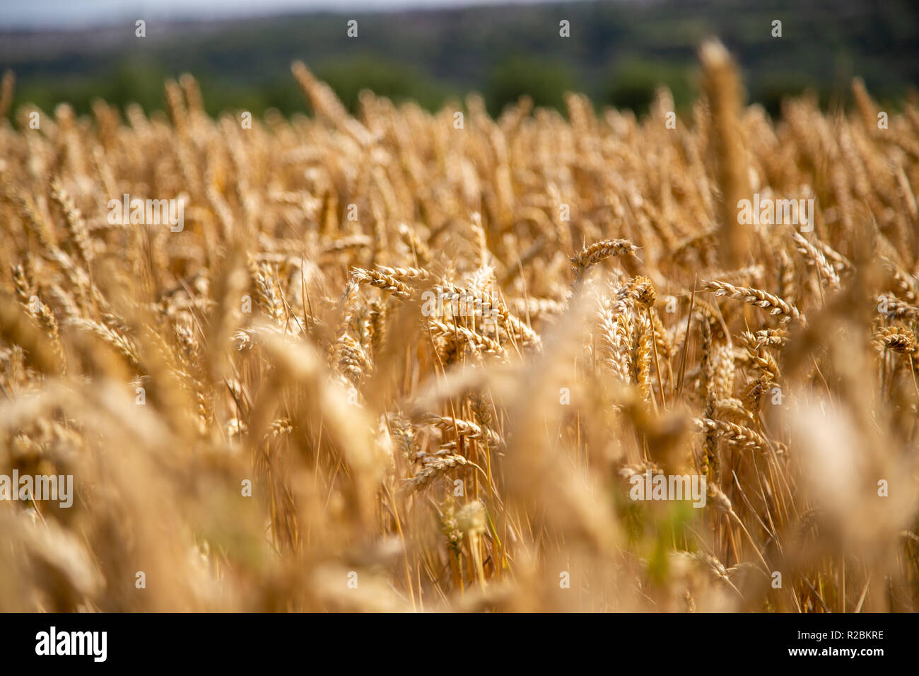 Weizenfelder auf Ackerland in der Nähe, mit Out of Focus Elemente Stockfoto