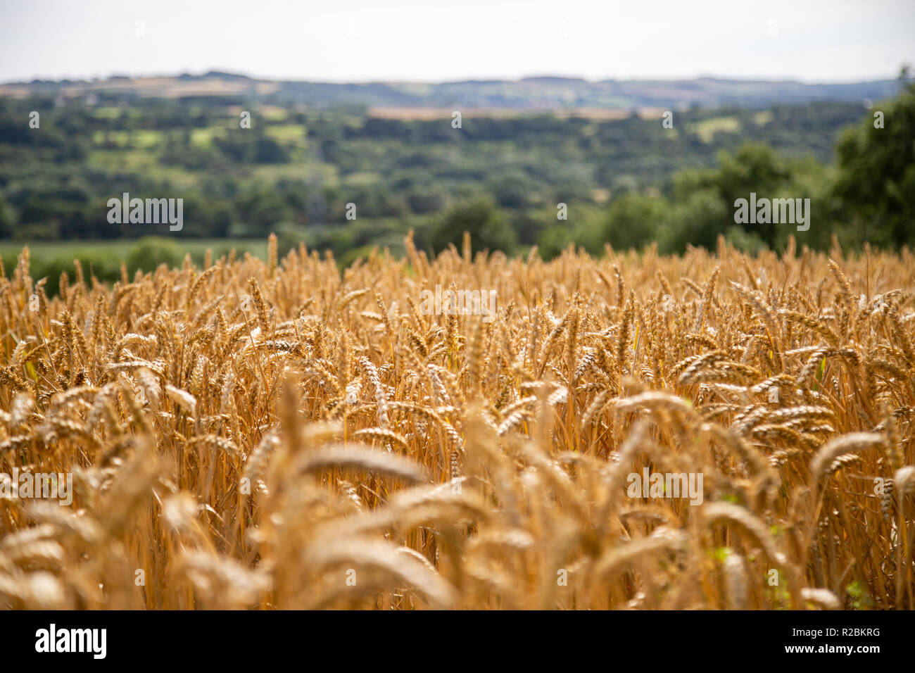 Weizenfelder auf Ackerland in der Nähe, mit Out of Focus Elemente Stockfoto