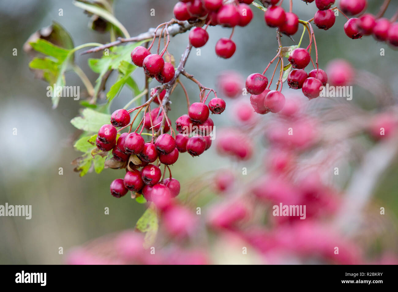 Rote Beeren im Herbst mit out of focus Elemente und Hintergrund Stockfoto