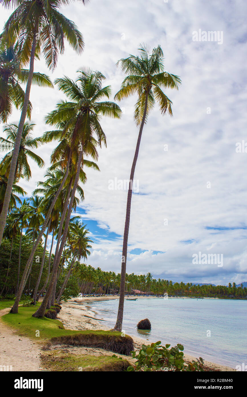 Tropical Beach ladscape mit hohen Kokospalmen. Dominikanische Republik Stockfoto