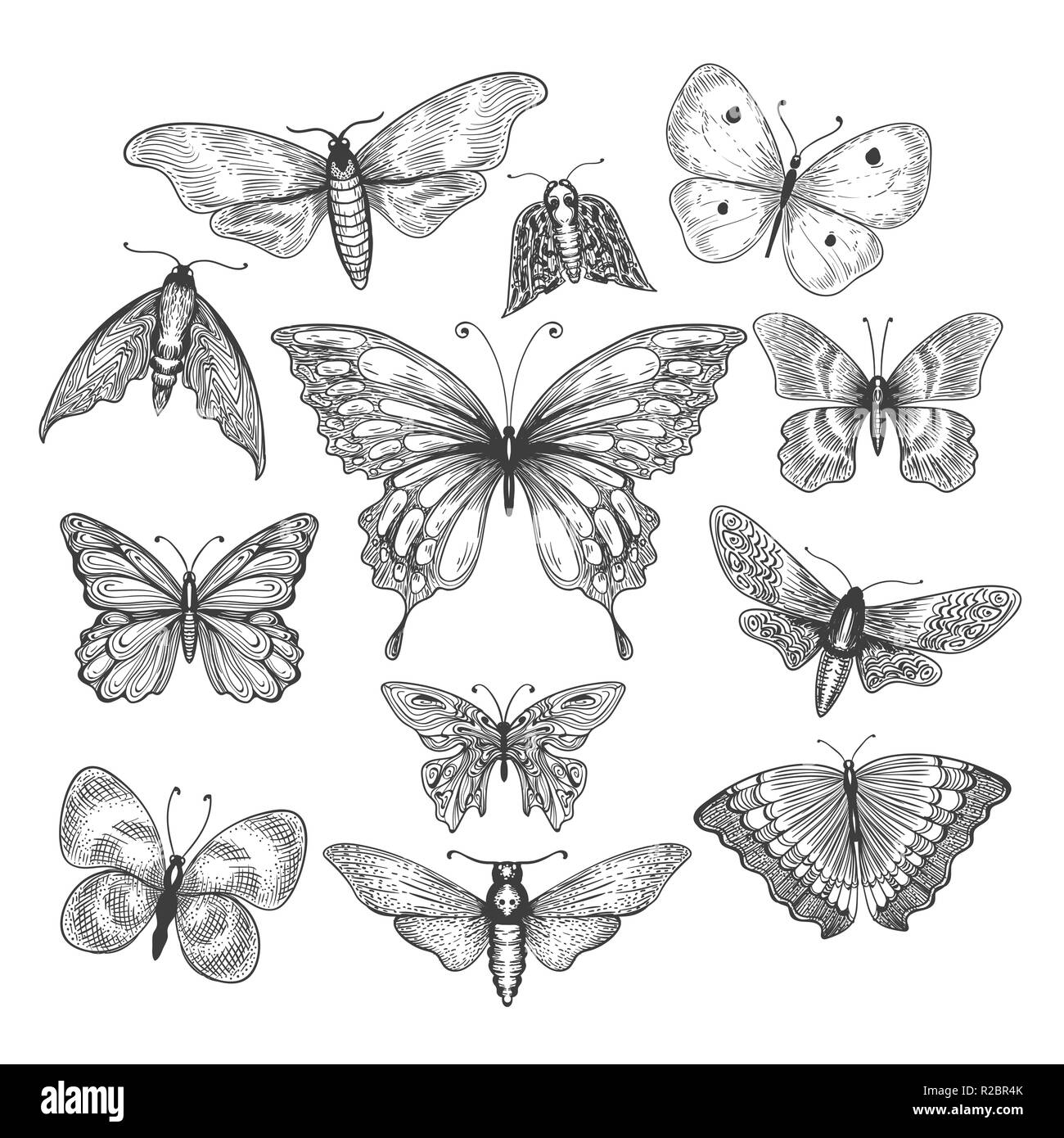 Schmetterling mariposa Skizze Stock Vektor