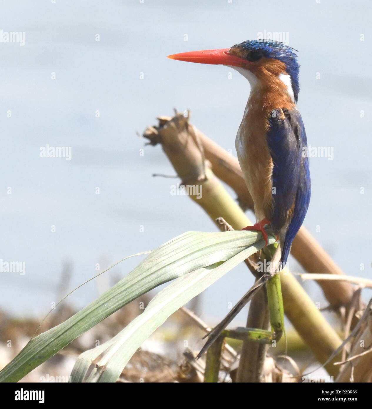 Ein malachite Kingfisher (Corythornis cristatus) Uhren das Wasser an