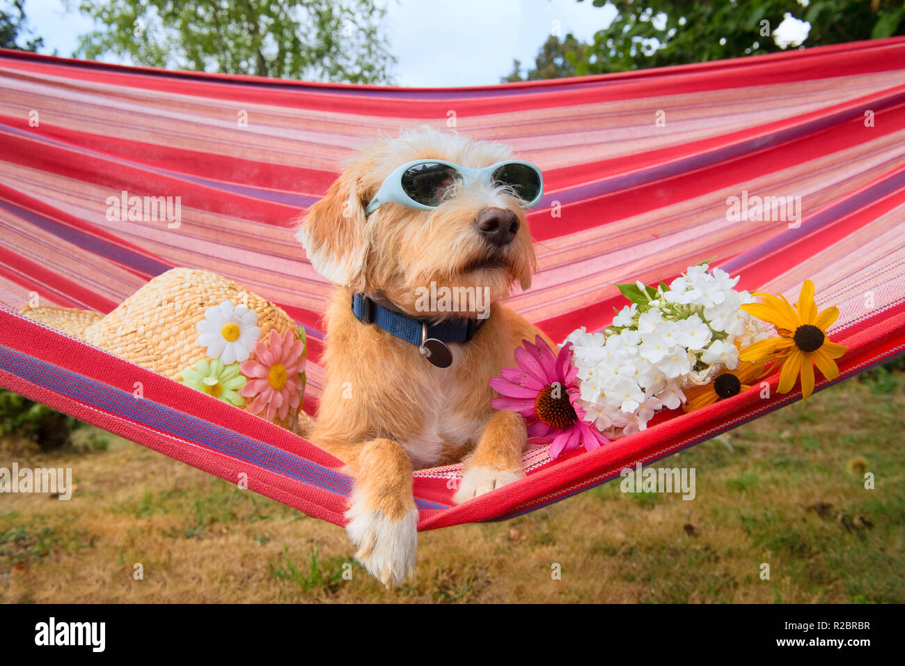 lustig hund auf urlaub in hangematte mit sonnenbrille und blumen stockfotografie alamy