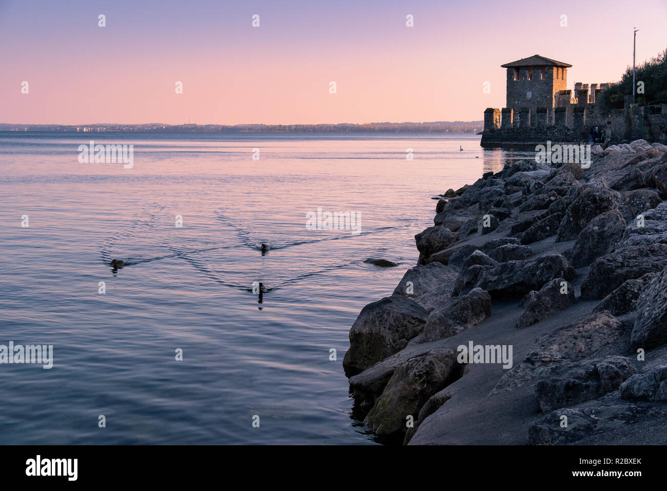 Gardasee Blick von Sirmione, mit warmen Sonnenuntergang und den Turm der Scaliger Burg in der Ferne und drei Enten im Vordergrund, Italien Stockfoto