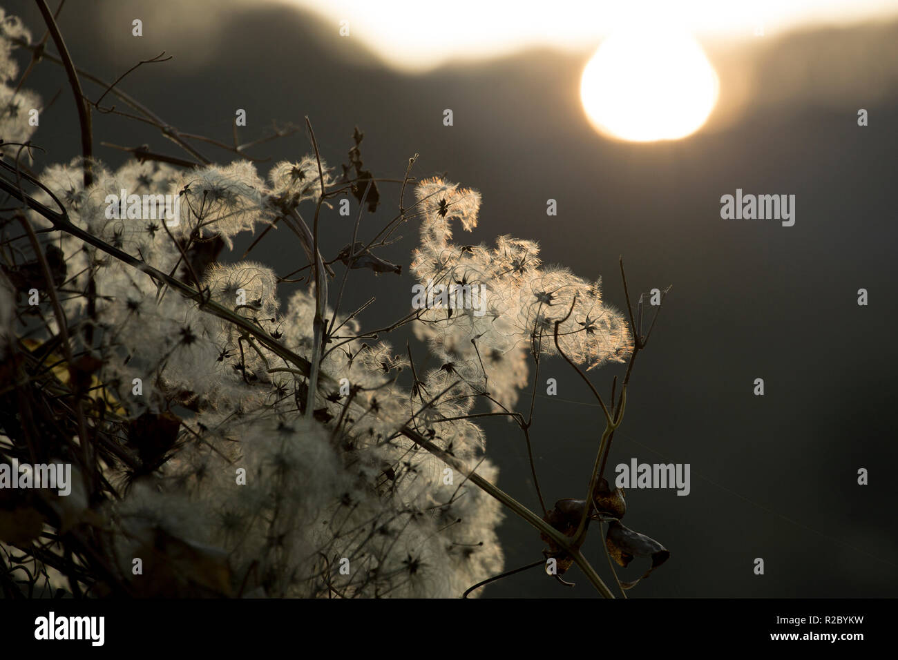 Traveller's Freude, auch "Alter Mann, Bart, Clematis vitalba bekannt, wachsen in Hecken entlang der Seiten der Dorset Trailway Route im November als Stockfoto