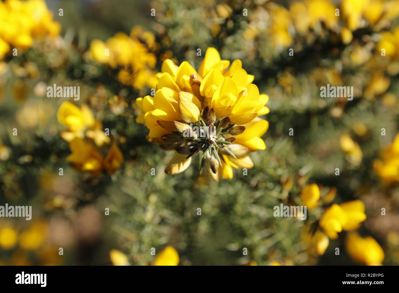 Gaze Bush Blume in Sun detail Stockfoto