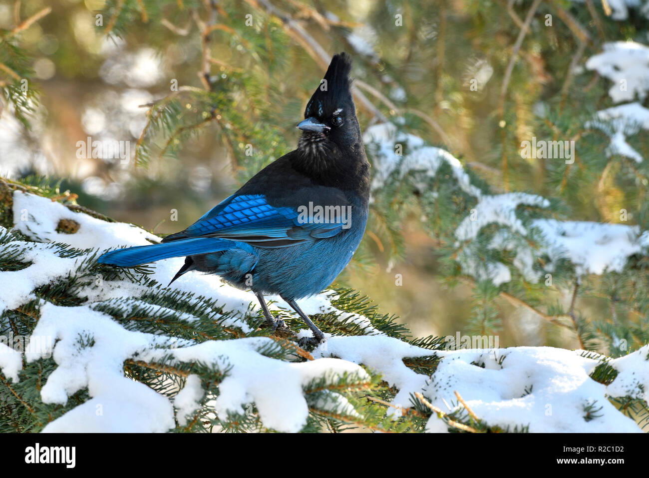 Ein horizontales Bild eines Stellers Jay (Cyanocitta stelleri), thront auf einem grünen Spruce Tree Branch zurück über seine Schulter in ländlichen Alberta suchen können Stockfoto