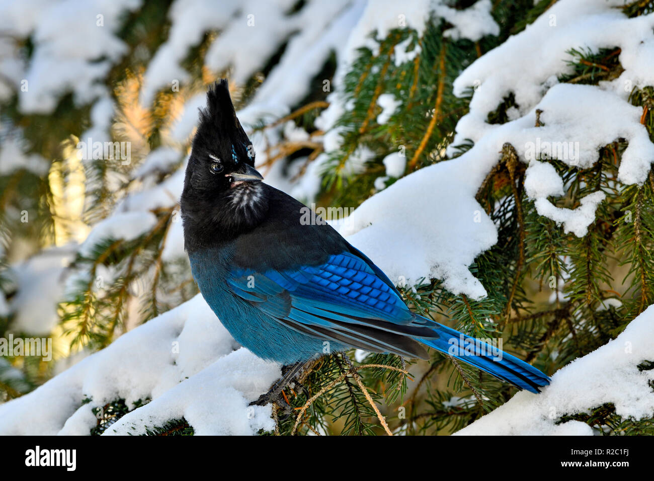 Ein horizontales Bild eines Stellers Jay (Cyanocitta stelleri), thront auf einem grünen Spruce Tree Branch zurück über seine Schulter in ländlichen Alberta suchen können Stockfoto