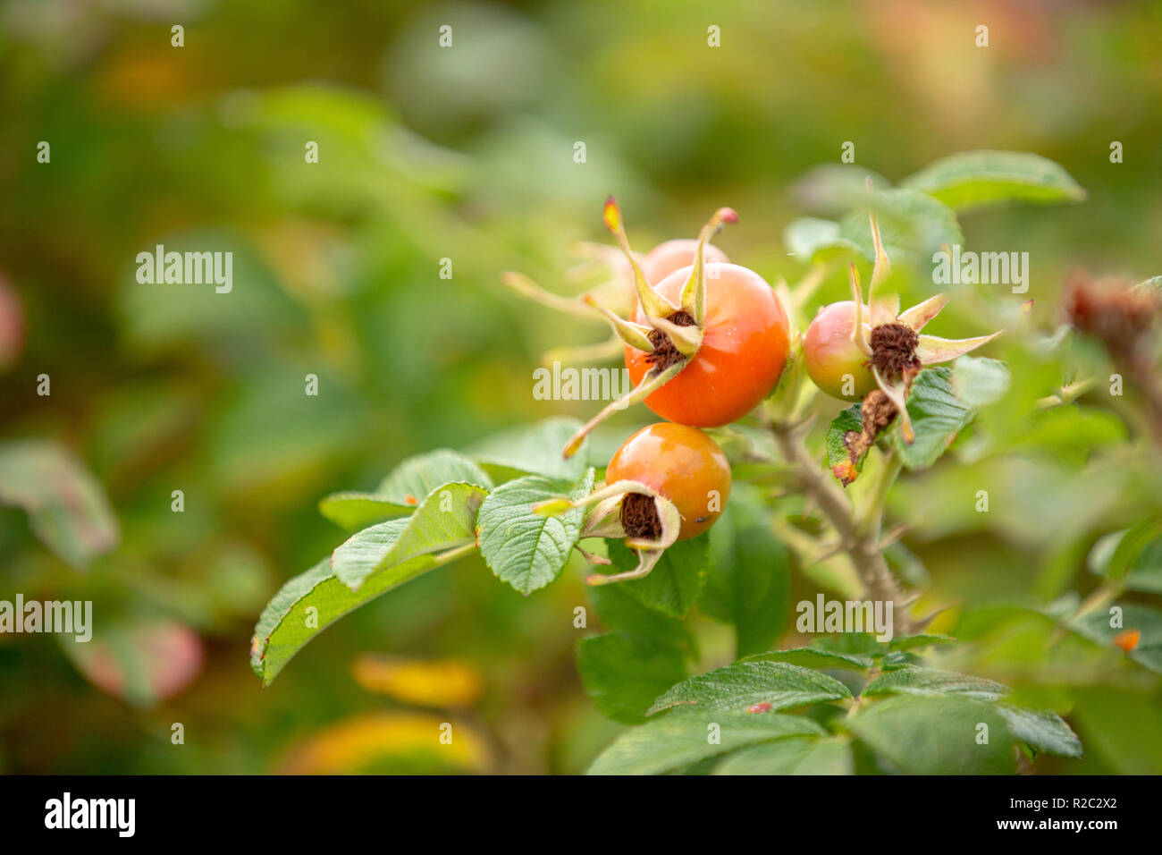 Wild Rose Berry mit Grün aus Fokus Hintergrund Stockfoto