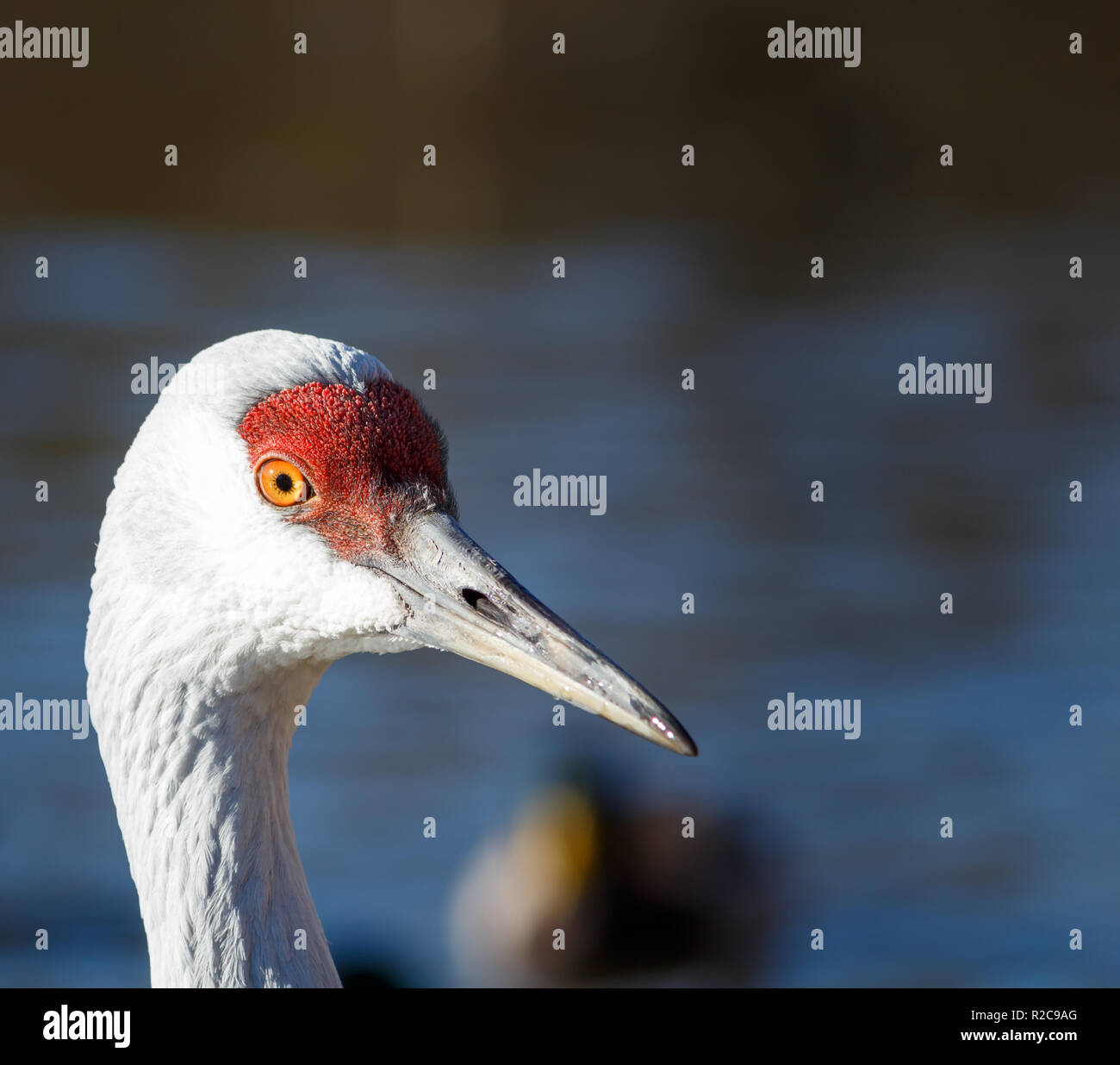 Porträt einer Sandhill Crane. Ein großer weißer Vogel in Nordamerika heimisch Stockfoto