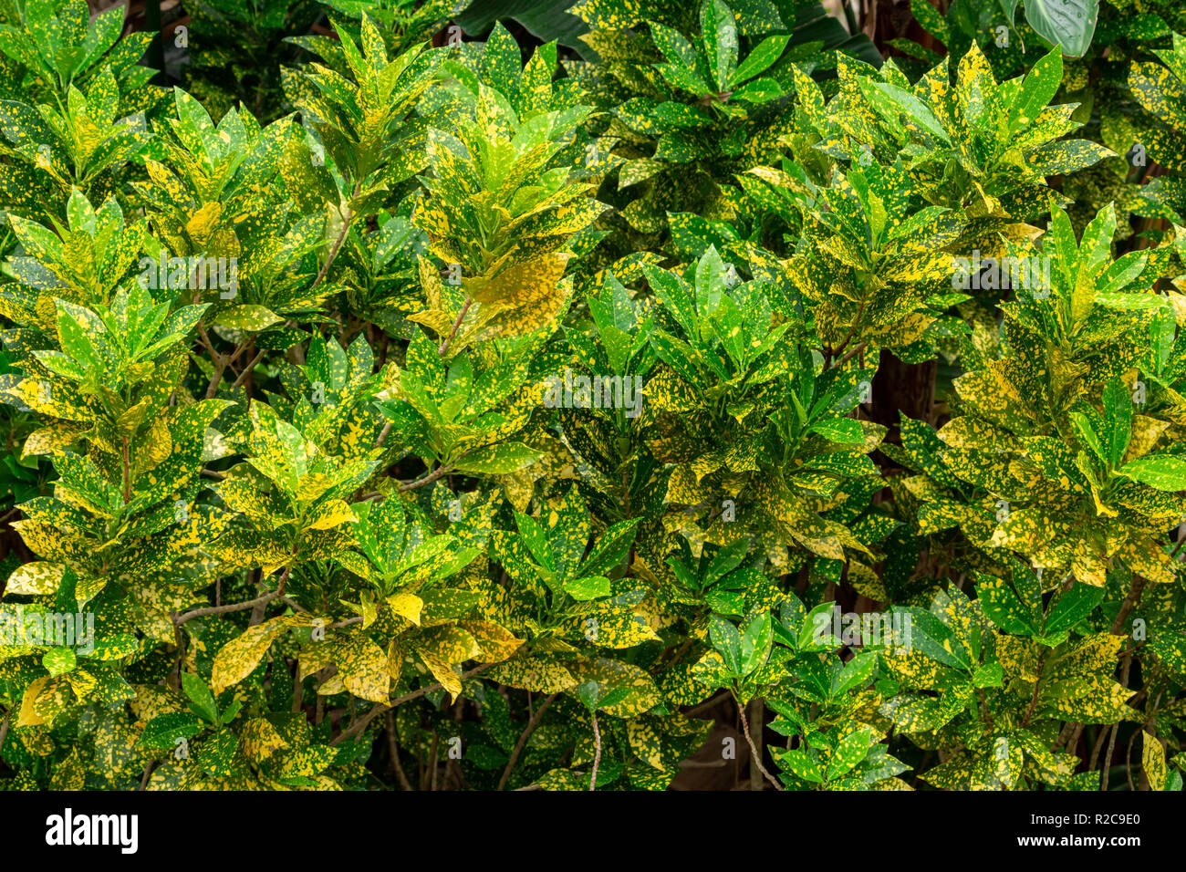 Goldstaub croton Fotos und Bildmaterial in hoher Auflösung Alamy