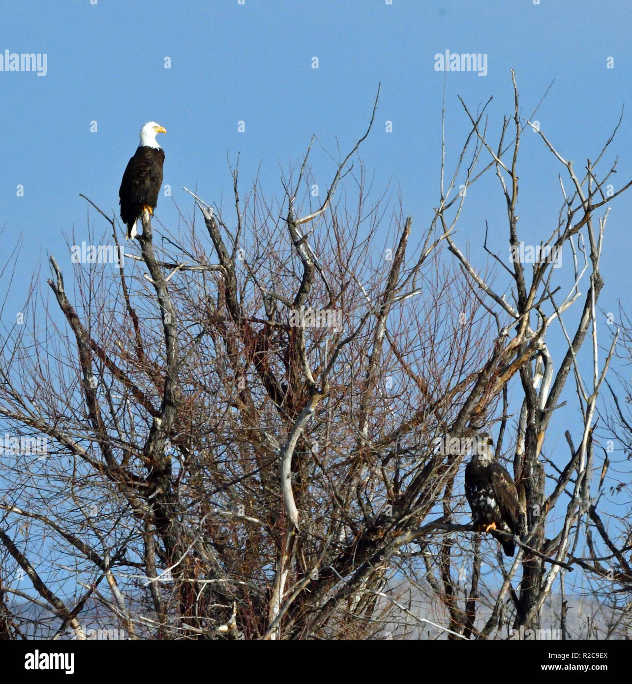 Weißkopfseeadler zu niedrigeren Klamath fallen Stockfoto