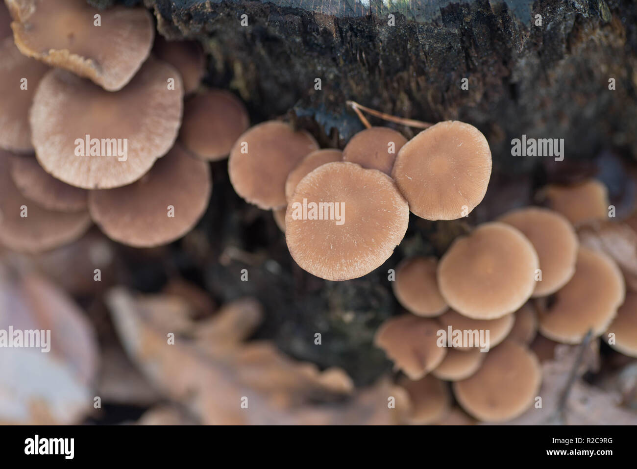 Braun ungenießbar Pilze auf Baum Makro Stockfoto