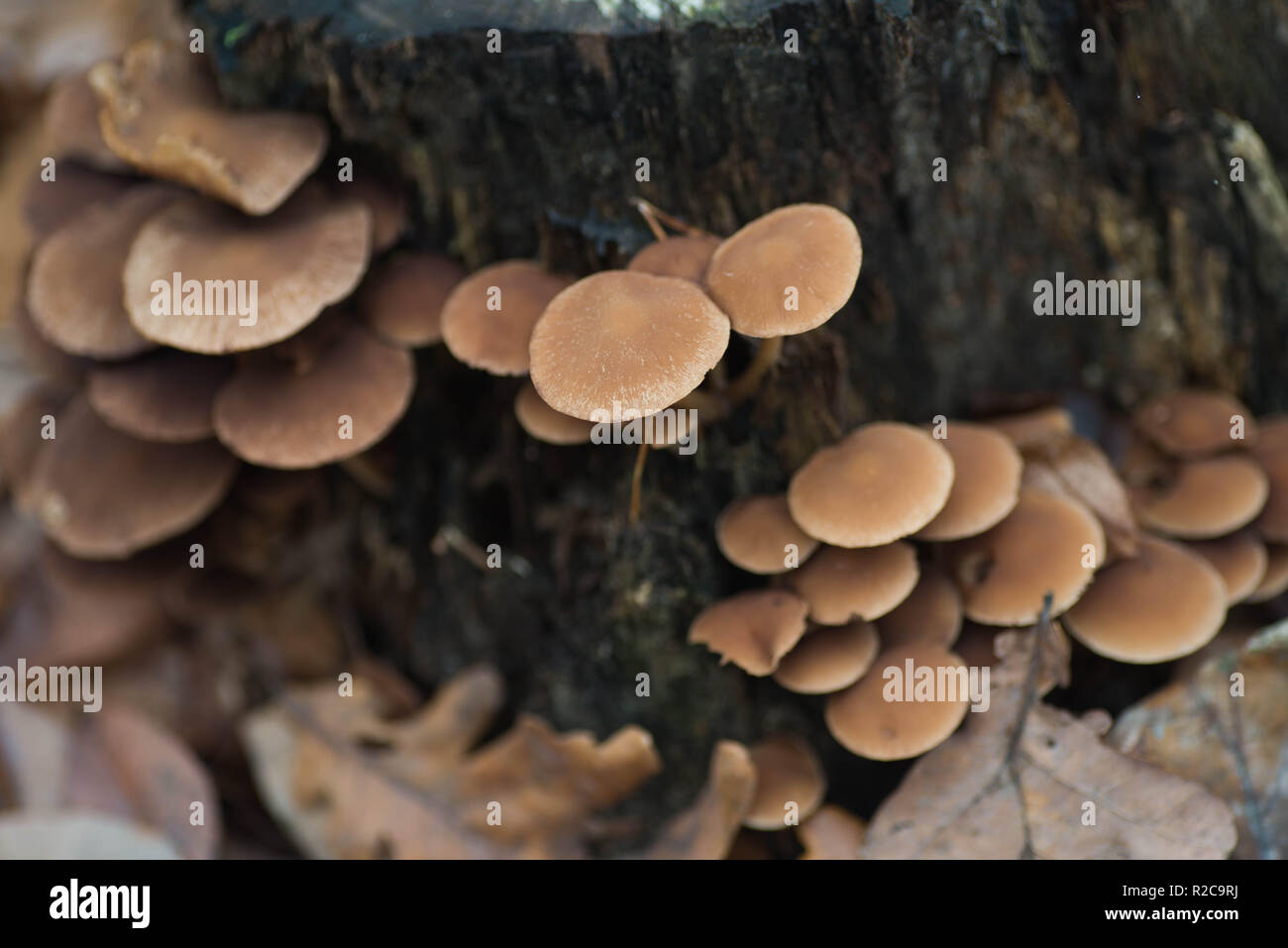 Braun ungenießbar Pilze auf Baum Makro Stockfoto
