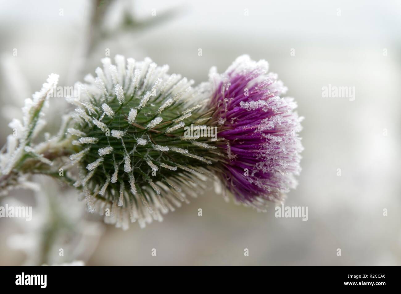 Frost bedeckt lila Distel Blume draußen wachsen im Winter in der Nähe zu Seitenansicht konzeptionelle von Wetter und Jahreszeiten Stockfoto