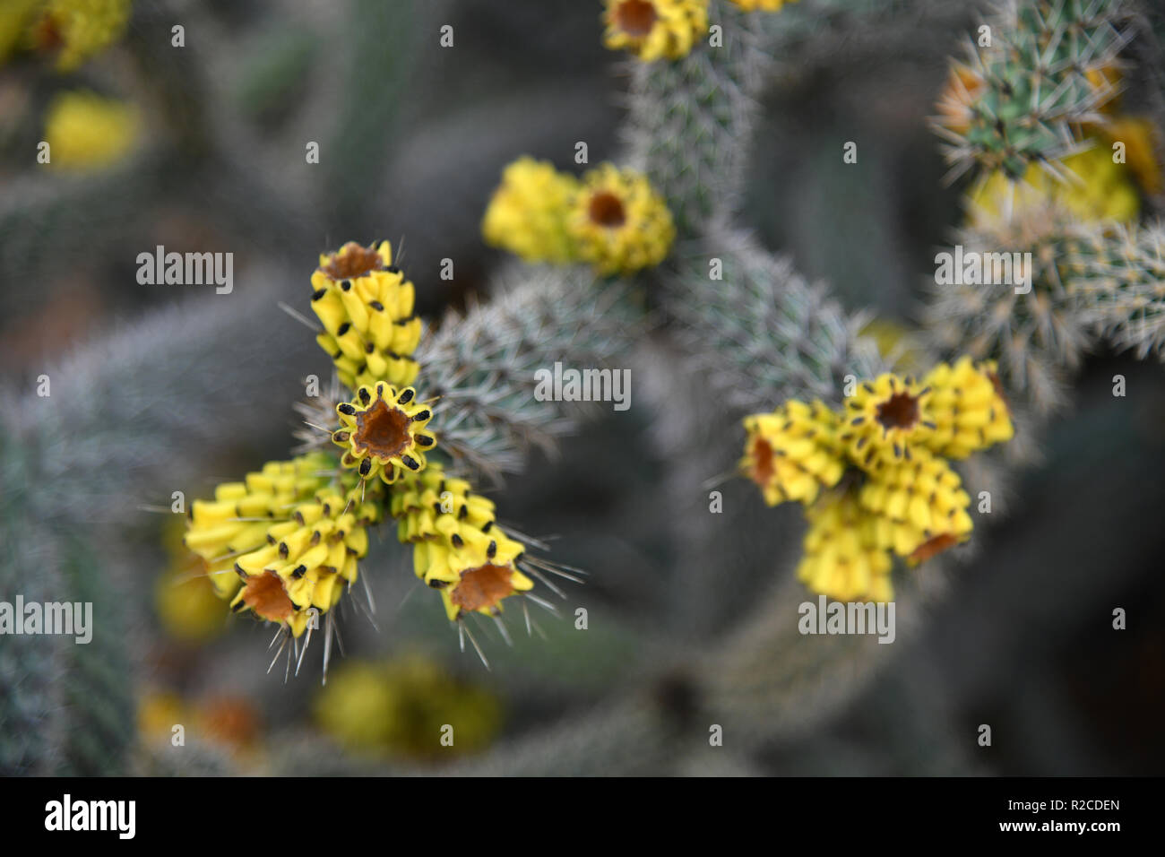 Ein schöner Kaktus mit einem gelben Blumen Stockfoto