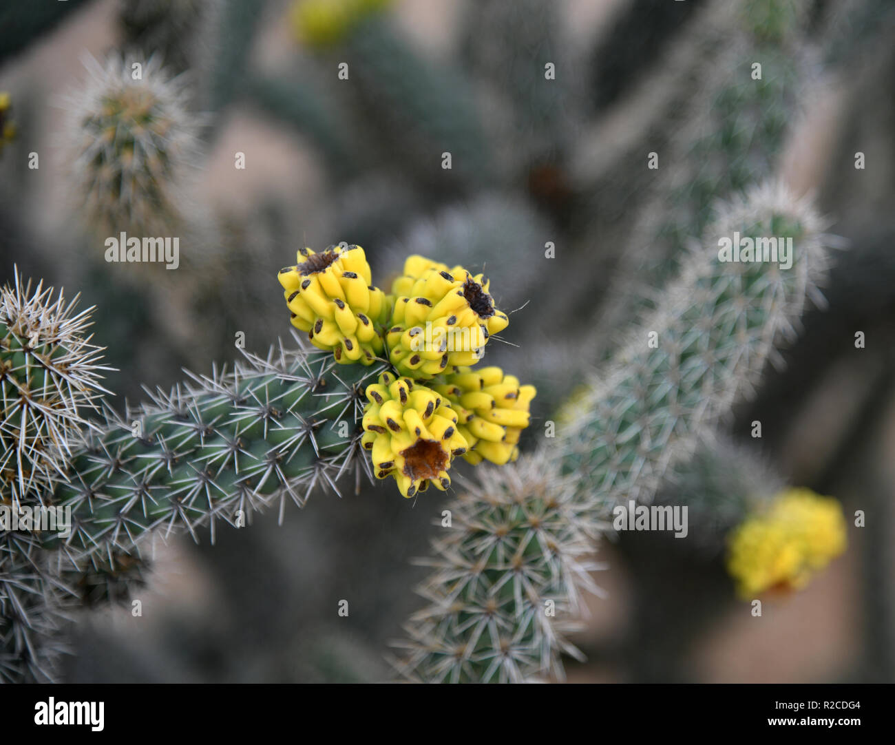 Ein schöner Kaktus mit einem gelben Blumen Stockfoto