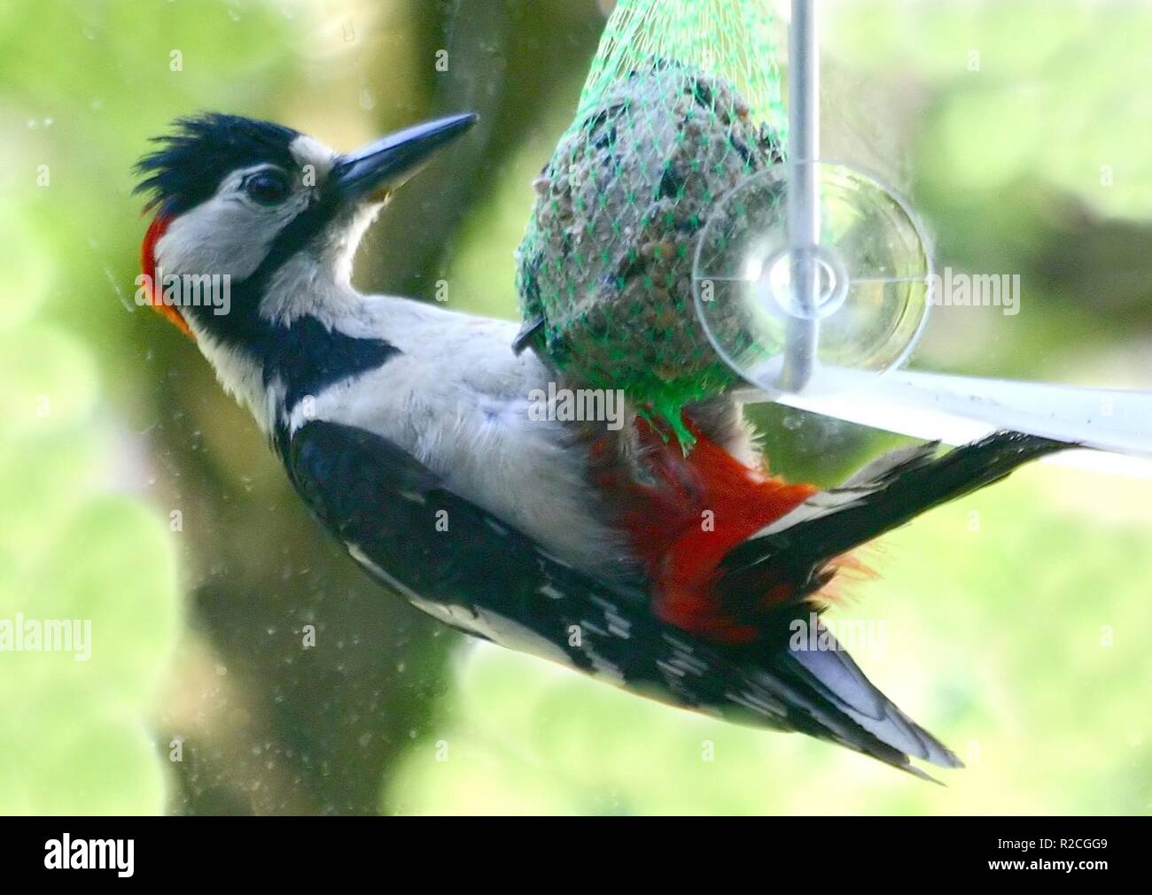 Joe cool Was kann ich Stockfoto