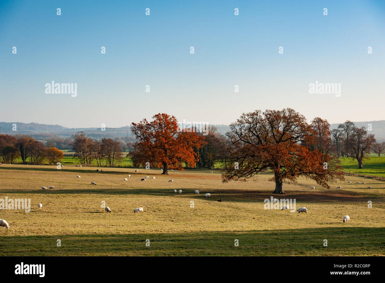 Schönen englischen Eichen im Herbst Laub mit Schafe weiden in Marston Bigot Park, Frome, Somerset, Großbritannien Stockfoto