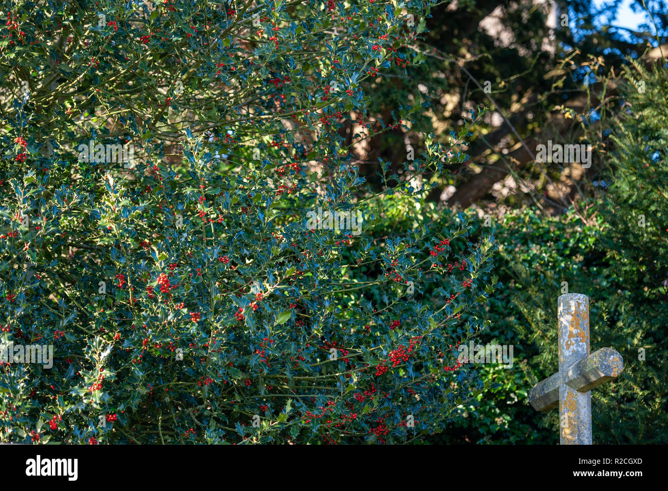 Holly mit Beeren und ein steinernes Kreuz auf dem Friedhof in St. Leonards Kirche, Marston Bigot, Frome, Somerset, UK. Stockfoto